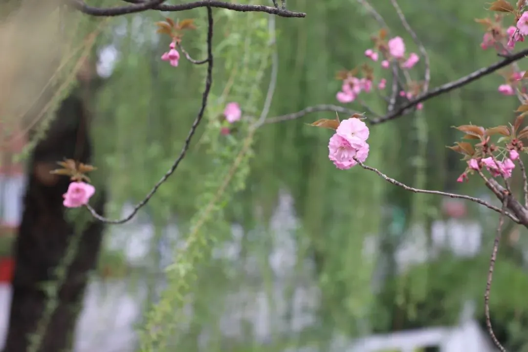 距中考64天丨感受小美好 第4张