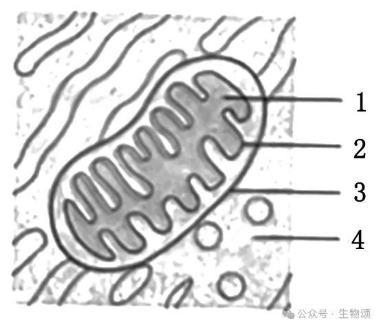 2025北京高考生物真题官方解析 第3张 2025北京高考生物真题官方解析 第3张