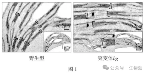 2025北京高考生物真题官方解析 第9张 2025北京高考生物真题官方解析 第9张