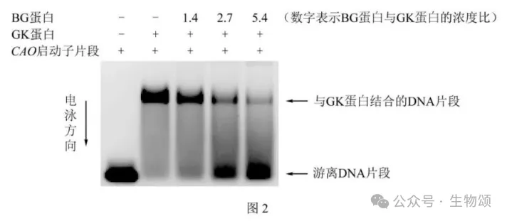 2025北京高考生物真题官方解析 第10张 2025北京高考生物真题官方解析 第10张