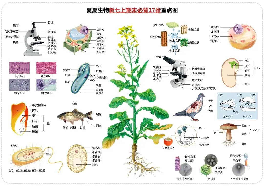 新七下生物过关卷|一套试卷覆盖人的生殖发育、消化与吸收考点,高效检测学习效果,弯道超车! 第11张