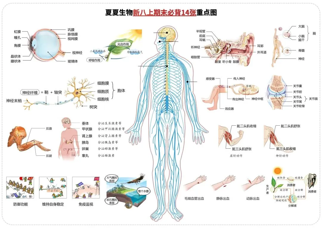 新七下生物过关卷|一套试卷覆盖人的生殖发育、消化与吸收考点,高效检测学习效果,弯道超车! 第13张