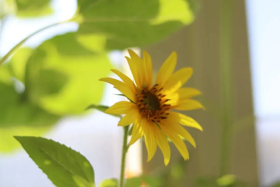 【中考阅读指导】窗台那棵向日葵(许锋)四川广安2025 第7张 【中考阅读指导】窗台那棵向日葵(许锋)四川广安2025 第7张