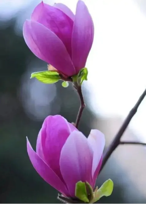 2026江西中考作文风向题十:《让老手艺“活”在当下》 第4张