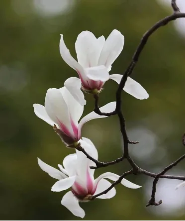 2026江西中考作文风向题十:《让老手艺“活”在当下》 第5张