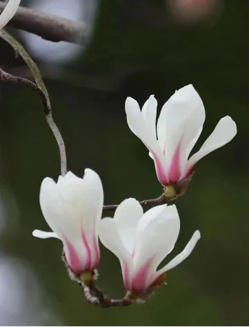 2026江西中考作文风向题十:《让老手艺“活”在当下》 第6张