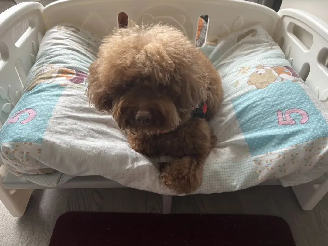 女儿中考倒计时68天—今儿个真高兴 第1张