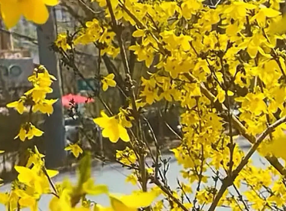 中考作文 不放弃,人生才能收获精彩 第2张