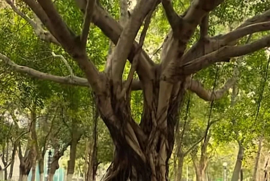 中考作文 不放弃,人生才能收获精彩 第3张