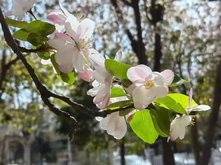 研题悟理明方向 守正创新备中考 ——2026年中考物理复习备考研讨发言稿 第7张