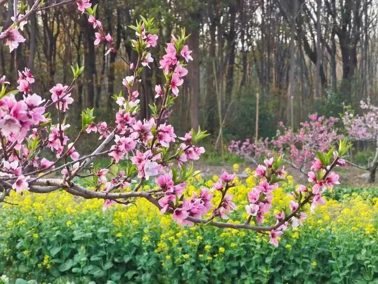 研题悟理明方向 守正创新备中考 ——2026年中考物理复习备考研讨发言稿 第10张