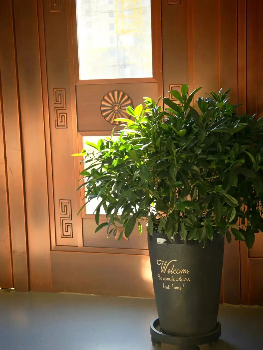 领航教育|中考乒乓球冲刺:轻量训练,稳拿满分 第18张