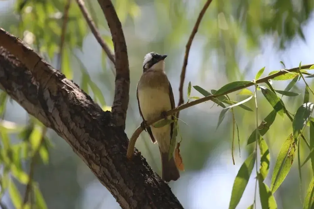 中考英语核心词汇高效速记:名词 4(picture-relation) 第2张 中考英语核心词汇高效速记:名词 4(picture-relation) 第2张