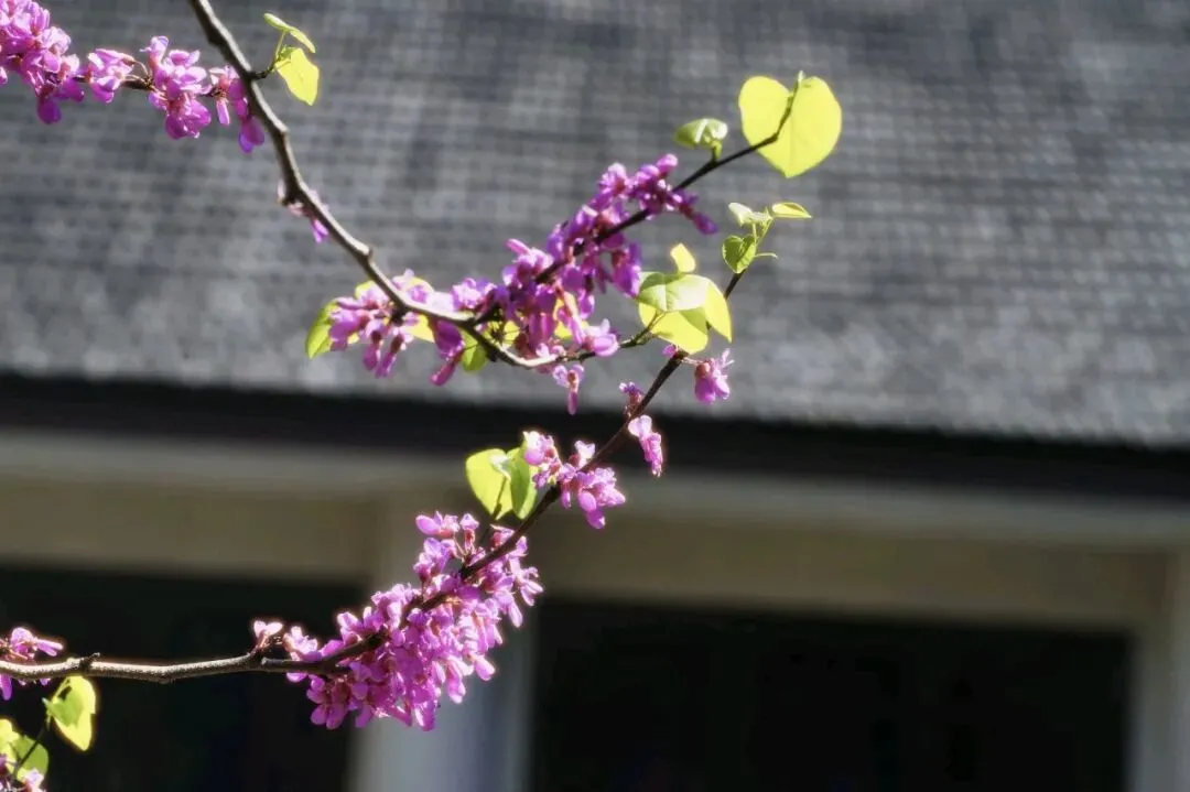 中考英语核心词汇高效速记:名词 1(accident-forest) 第2张