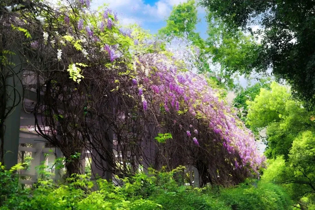 中考英语核心词汇高效速记:名词 1(accident-forest) 第23张