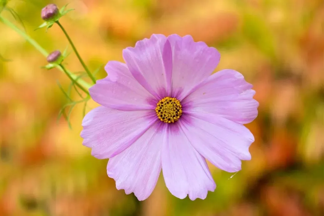 《模拟考试全市第二我穿越到死亡答题游戏后,我杀疯了》林薇薇林总丨全文-免费大结局 第8张 《模拟考试全市第二我穿越到死亡答题游戏后,我杀疯了》林薇薇林总丨全文-免费大结局 第8张