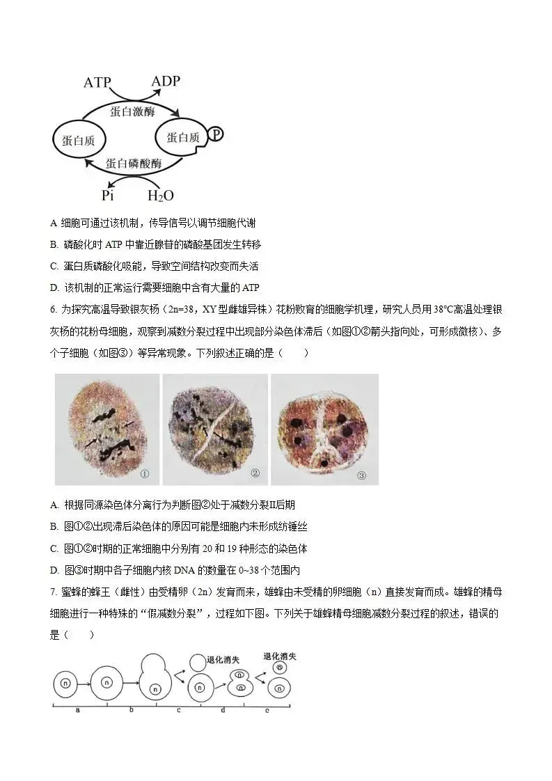《高中试卷》安徽省“新高考”联盟校2026届高三下学期第一次检测生物(含答案) 第4张