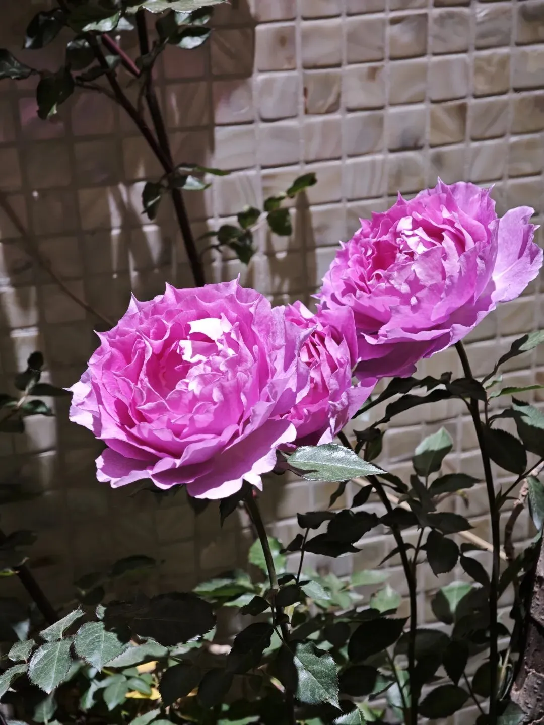 中考:作文练习讲评《红花还是绿叶》 第3张 中考:作文练习讲评《红花还是绿叶》 第3张