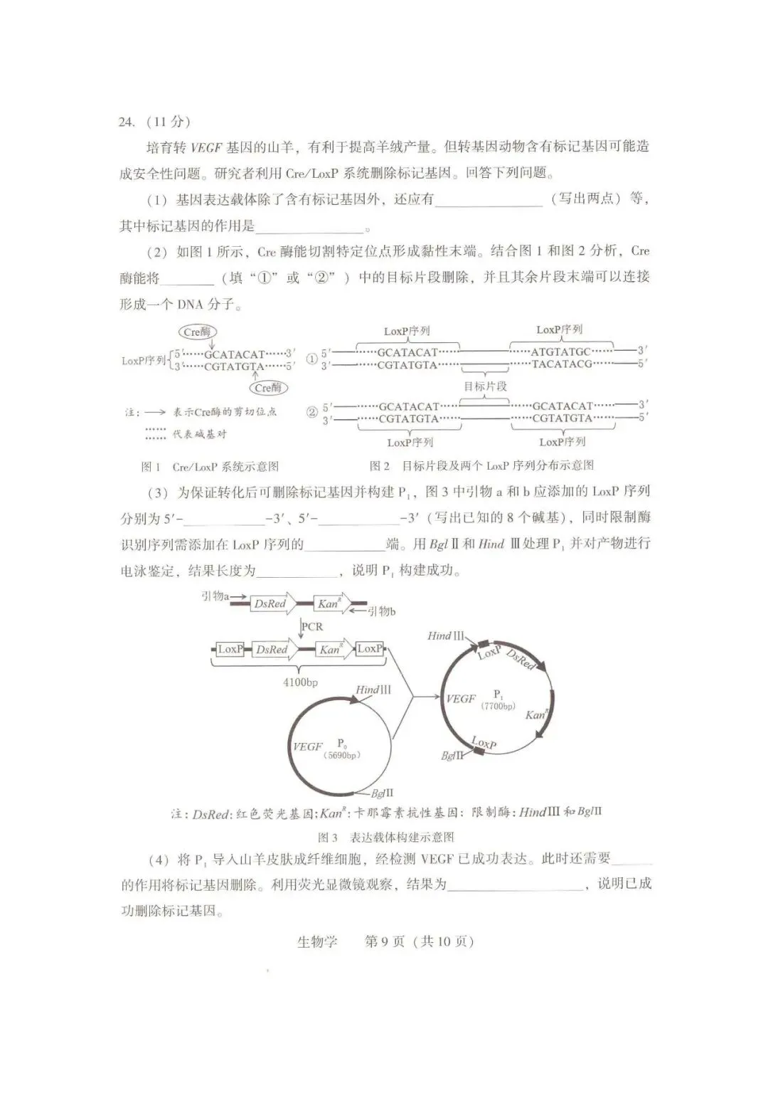 2026年沈阳市高三【二模生物】试卷+答案 第11张
