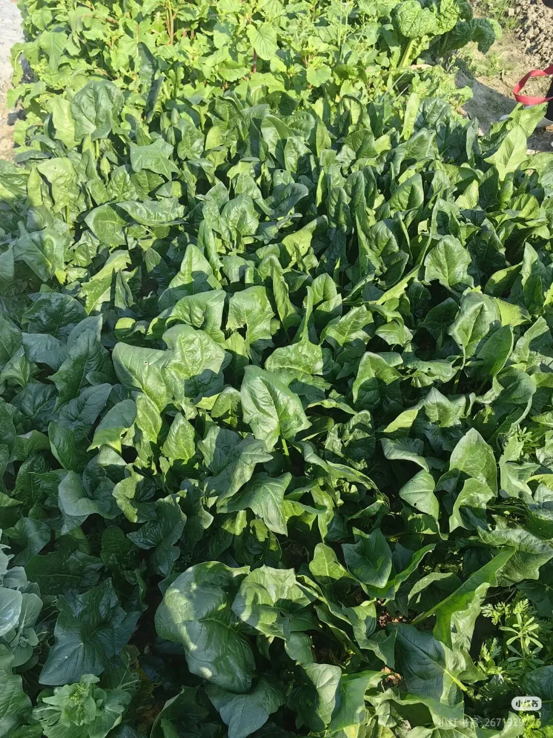 备战中考九年级命题作文——和 作者:钱子涵 第2张 备战中考九年级命题作文——和 作者:钱子涵 第2张