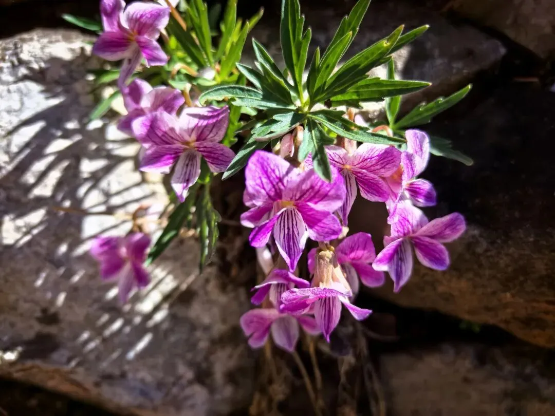 七年级语文下册《骆驼祥子》中考试题及参考答案 第1张