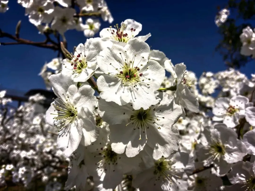 七年级语文下册《骆驼祥子》中考试题及参考答案 第2张