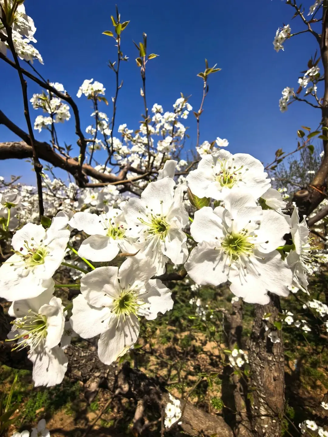 七年级语文下册《骆驼祥子》中考试题及参考答案 第3张