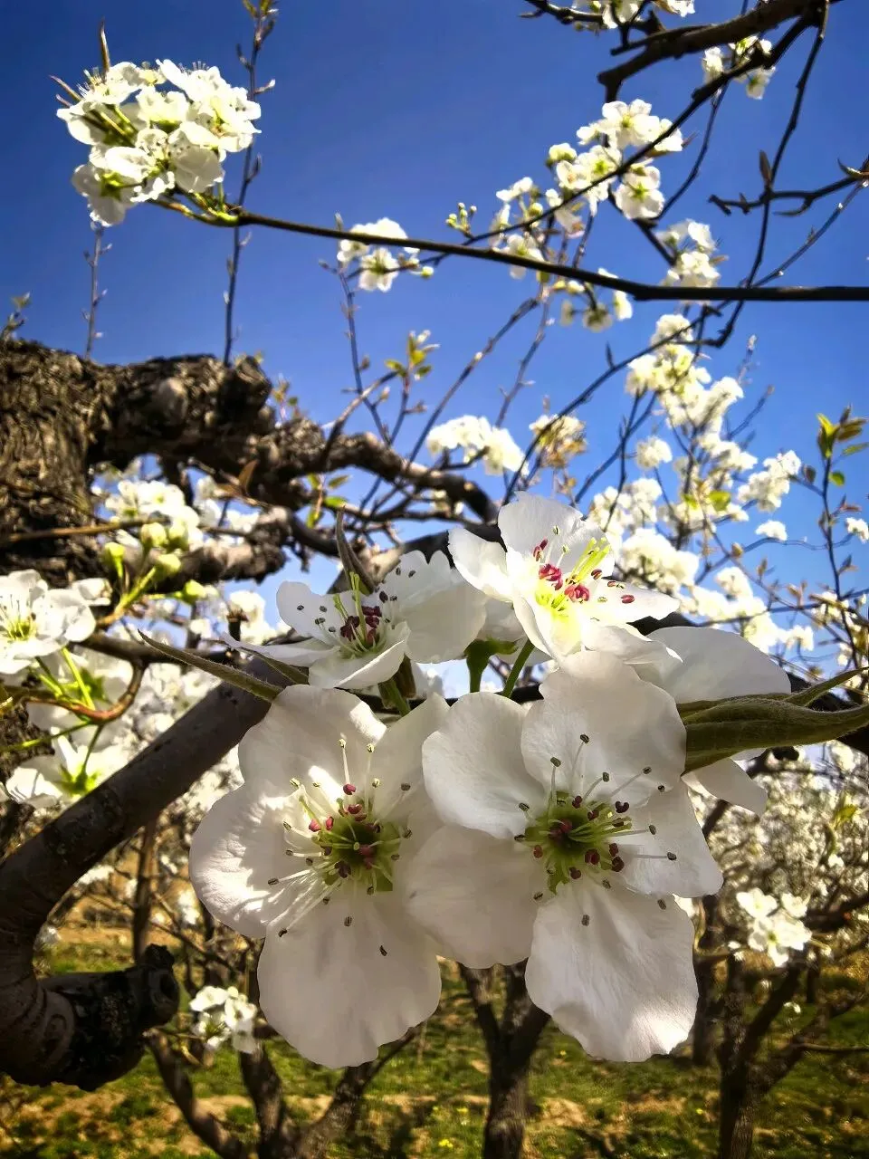七年级语文下册《骆驼祥子》中考试题及参考答案 第4张