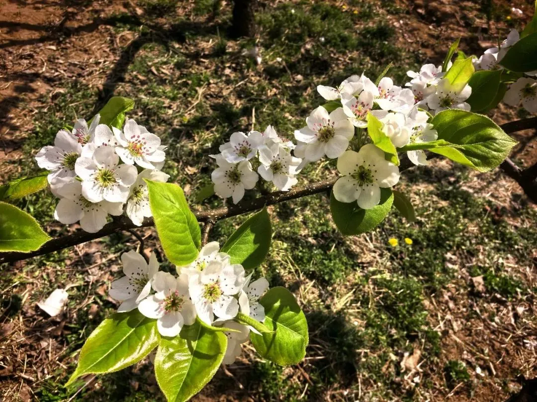 七年级语文下册《骆驼祥子》中考试题及参考答案 第6张