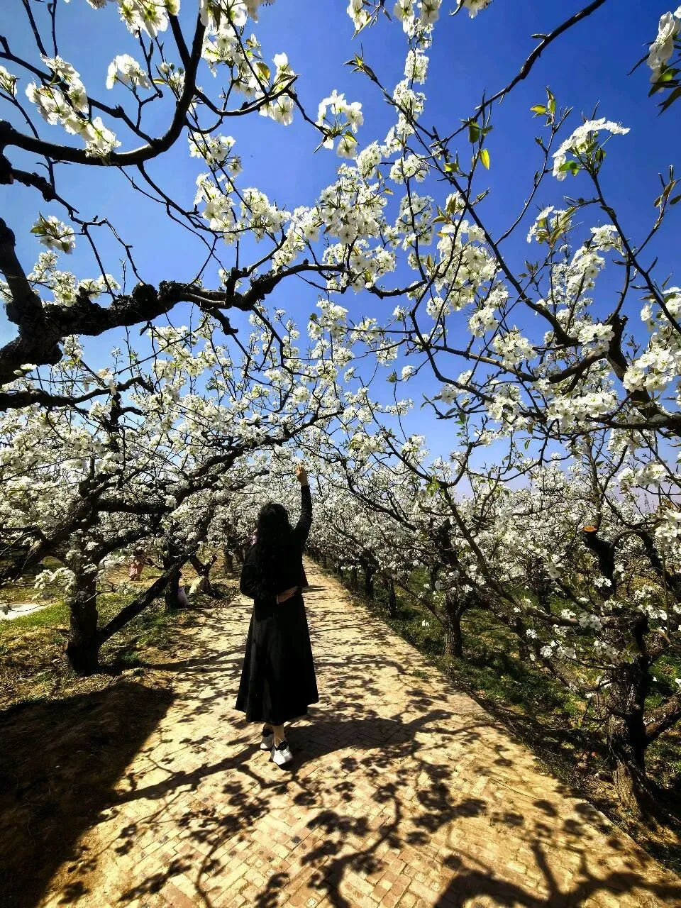七年级语文下册《骆驼祥子》中考试题及参考答案 第7张