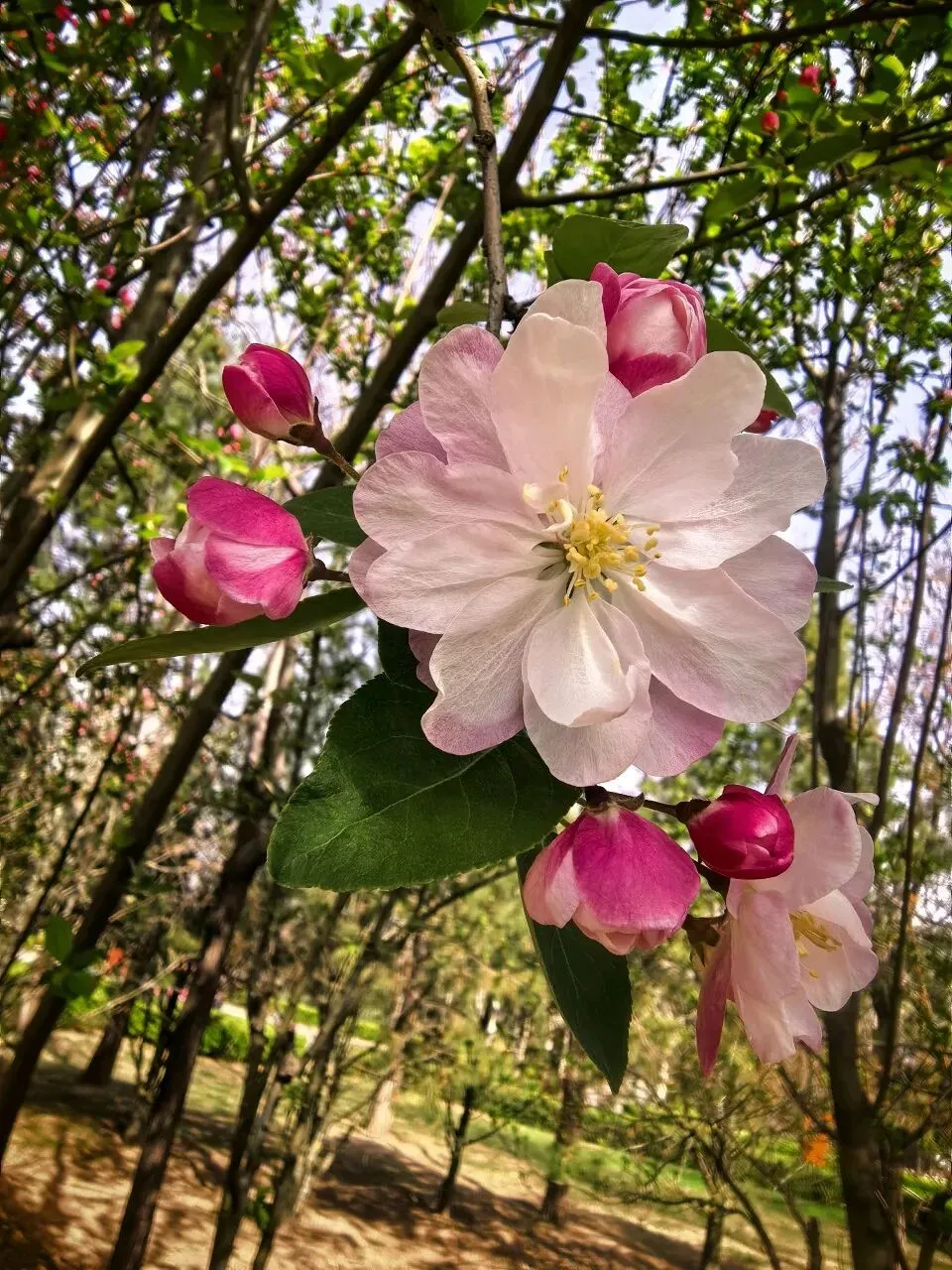 七年级语文下册《骆驼祥子》中考试题及参考答案 第9张
