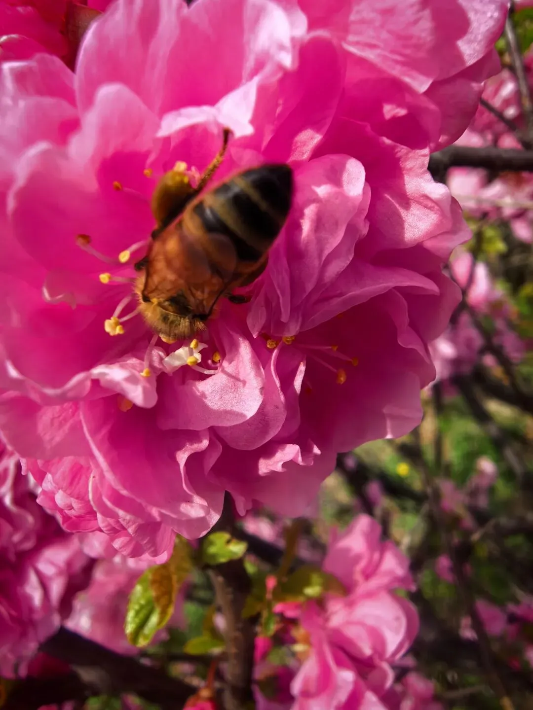 七年级语文下册《骆驼祥子》中考试题及参考答案 第10张