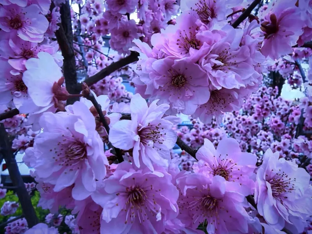 七年级语文下册《骆驼祥子》中考试题及参考答案 第11张