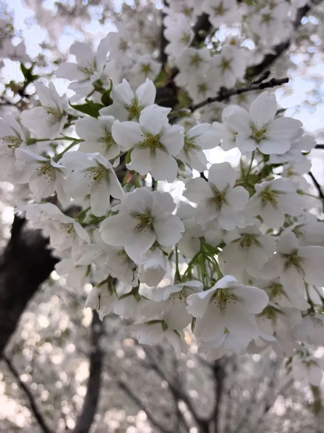 七年级语文下册《骆驼祥子》中考试题及参考答案 第12张