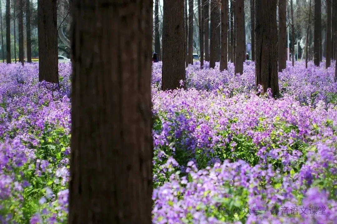 2026年上海市六年级语文下学期期中试卷及答案 第1张