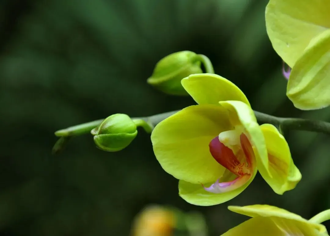 2026中考化学备考考点大梳理跨学科实践活动 第25张