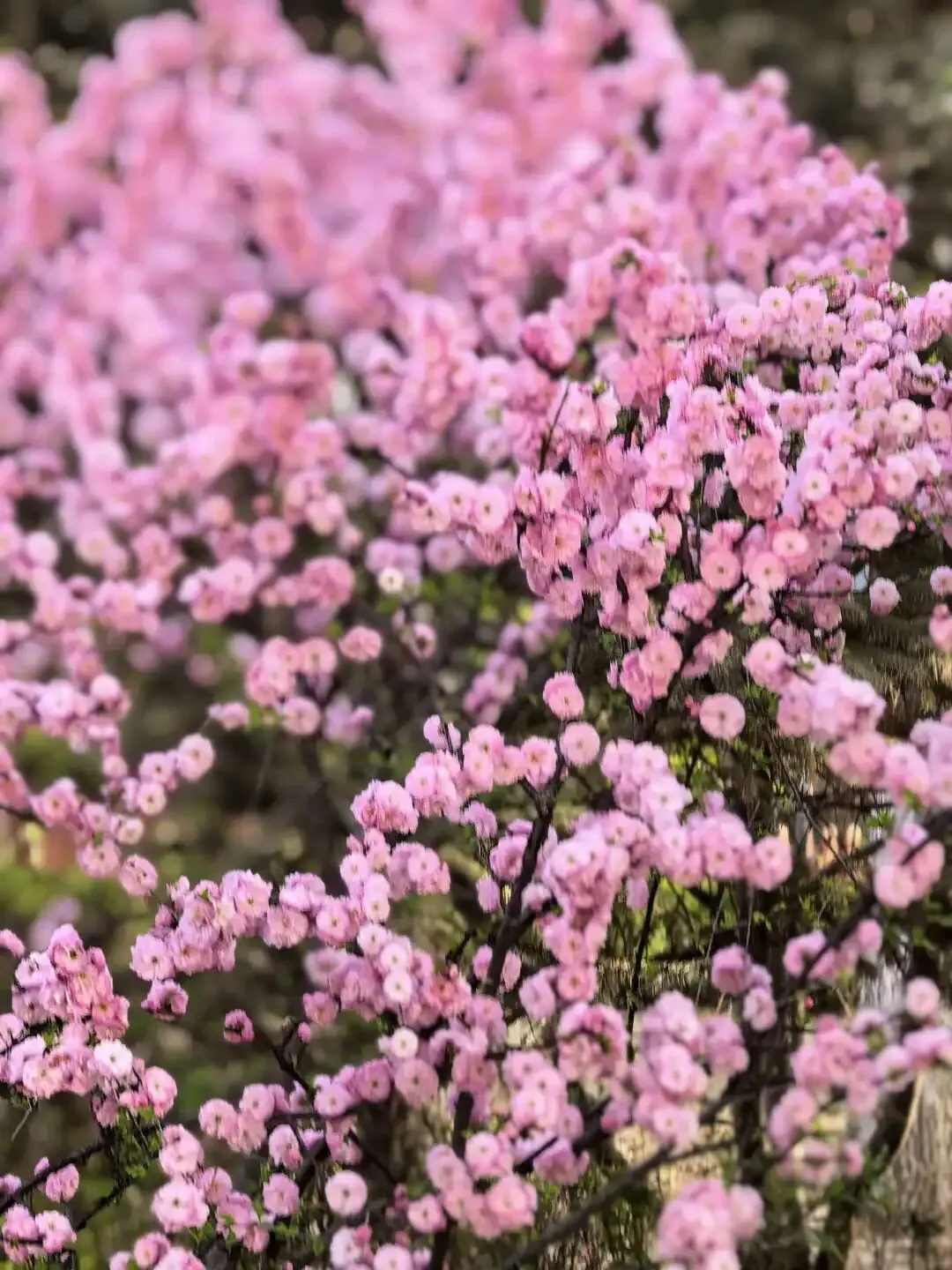 燃!启航学子全员凯旋,打响2026中考第一枪! 第34张