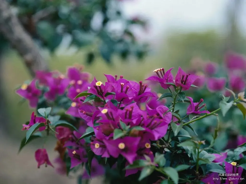 《红星照耀中国》中考简答题(一) 第1张