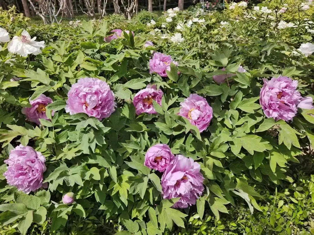 深耕新课标  聚力新中考——初中语文新课标培训 第2张