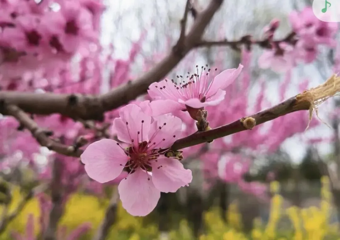 九年级历史中考专题复习:大国崛起与大国关系 第6张 九年级历史中考专题复习:大国崛起与大国关系 第6张