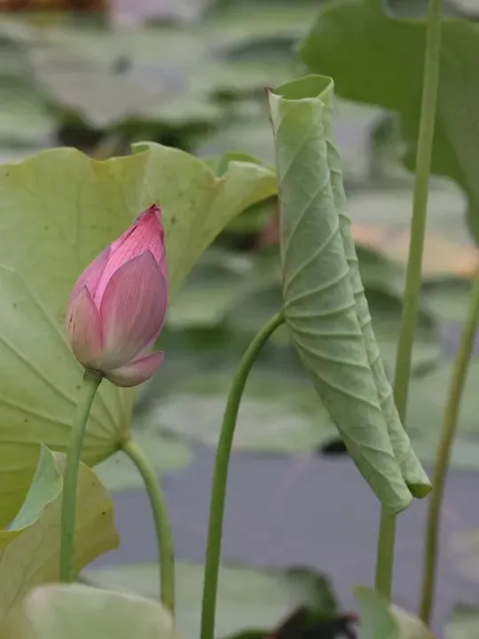九年级历史中考专题复习:大国崛起与大国关系 第7张 九年级历史中考专题复习:大国崛起与大国关系 第7张