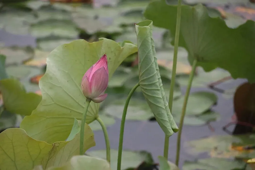 九年级历史中考专题复习:大国崛起与大国关系 第8张 九年级历史中考专题复习:大国崛起与大国关系 第8张