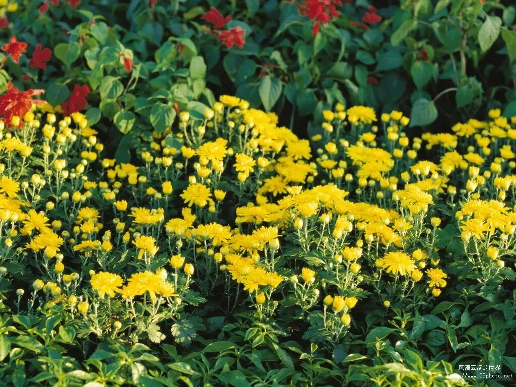 《种子的心》(2009年江苏淮安中考满分作文) 第1张 《种子的心》(2009年江苏淮安中考满分作文) 第1张