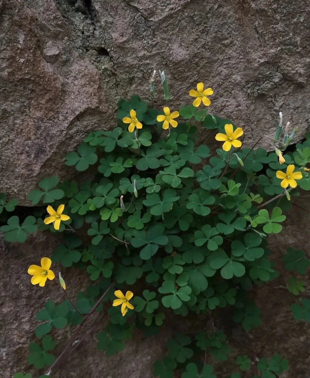 中考高分成长文素材:高敏感也是闪光点(附一材多用和仿写)) 第1张 中考高分成长文素材:高敏感也是闪光点(附一材多用和仿写)) 第1张