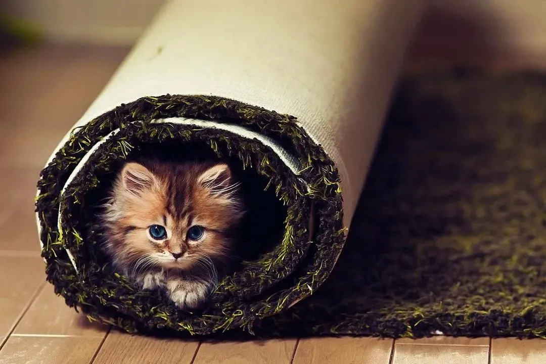 全新篇章:欣欣《为什么我的高考试卷总是白纸啊?》(TXT资源/免费)小说 第7张 全新篇章:欣欣《为什么我的高考试卷总是白纸啊?》(TXT资源/免费)小说 第7张