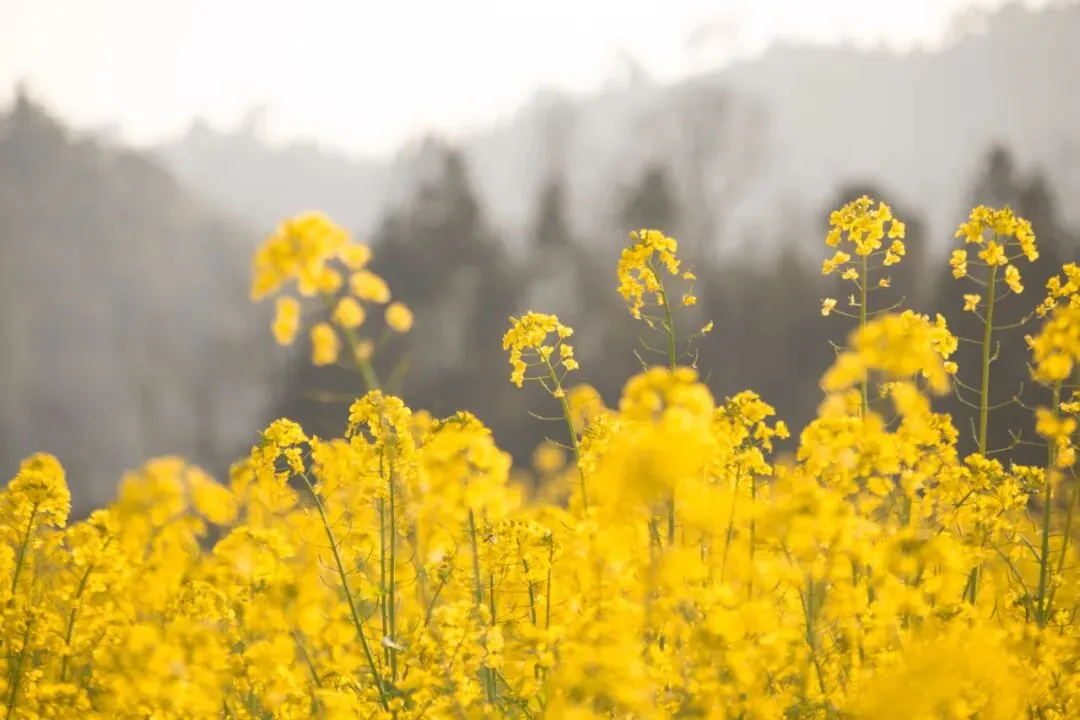 中考英语阅读理解---破解推断文章结构题型 第3张