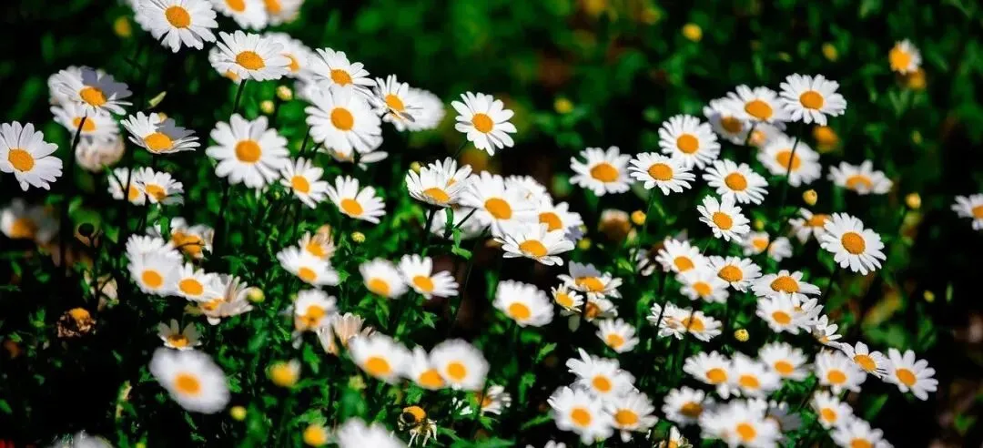 2009 Text 2 (考研英语真题【逐词逐句翻译】真正零基础) 第1张