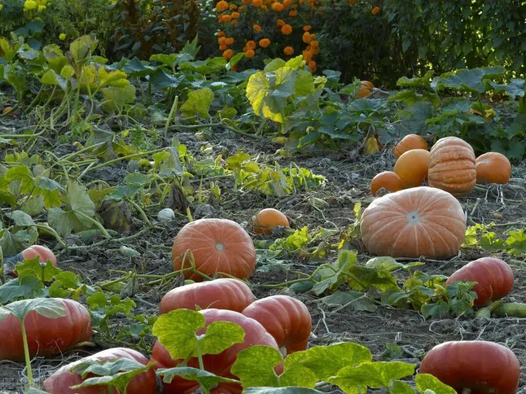 【中考阅读指导】南瓜开花(卜伟)上海浦东2025初三期中联考 第4张