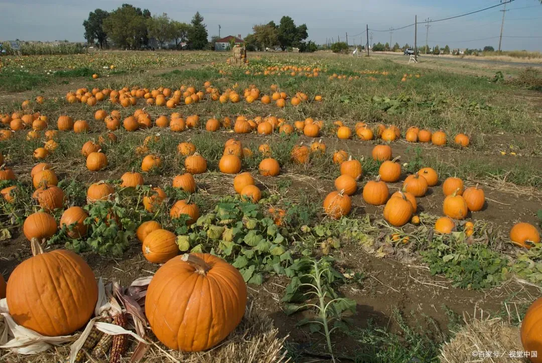 【中考阅读指导】南瓜开花(卜伟)上海浦东2025初三期中联考 第5张