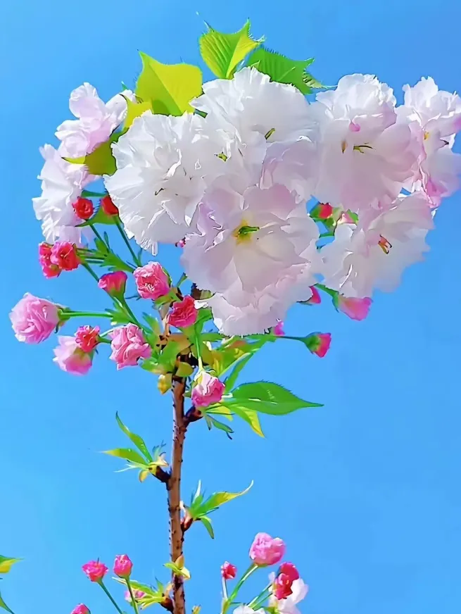 期中真题百练通关106种常考题型(期中复习专项训练) 第116张